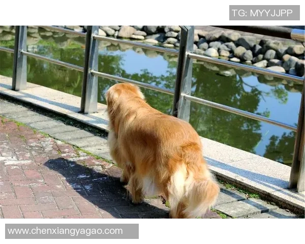 金毛犬在足球场上的明星表现与知名球员盘点